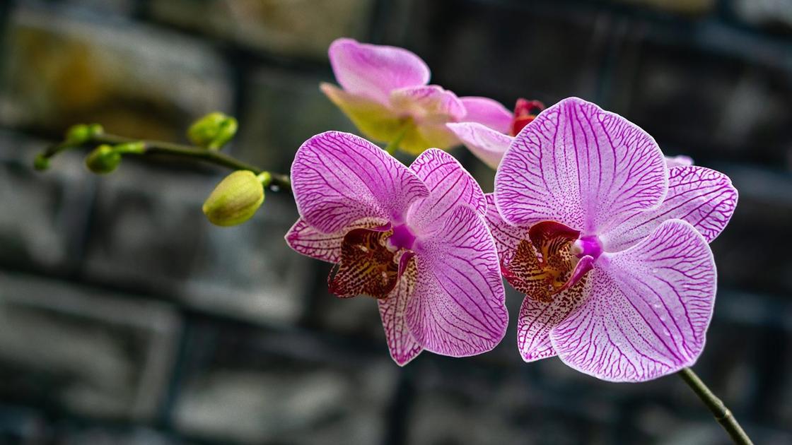 Побег орхидеи с цветками и нераспустившимися бутонам