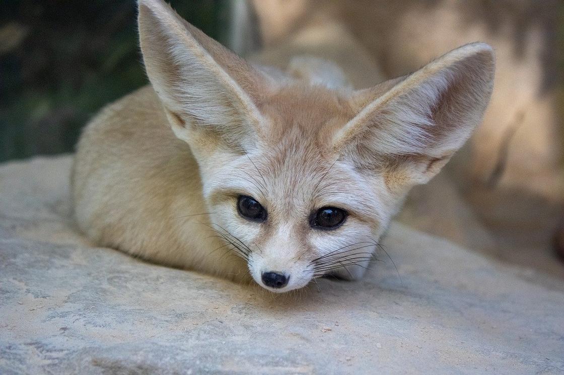 Миниатюрная лисица с большими ушами сидит на покрывале