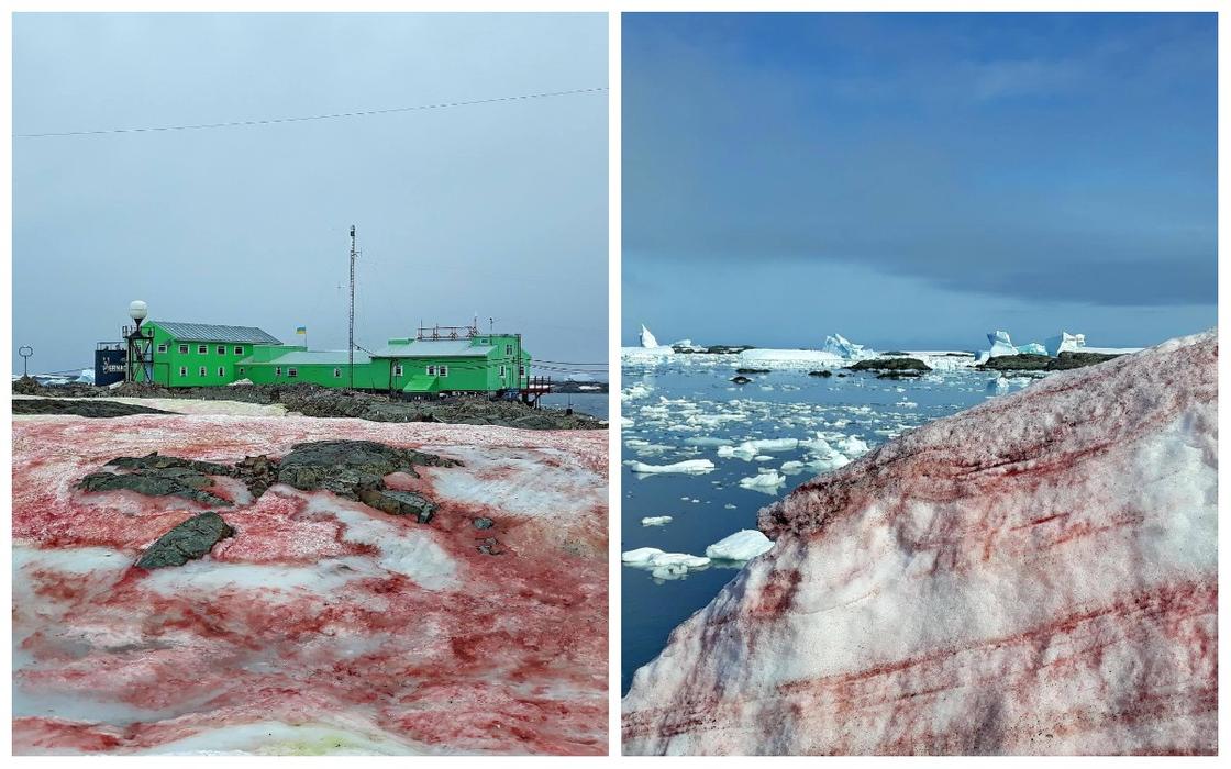 Украинскую станцию в Антарктиде покрыл красный снег