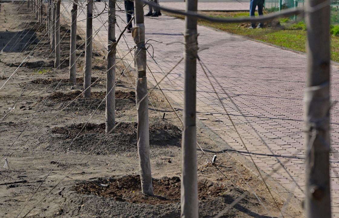 Саженцы деревьев