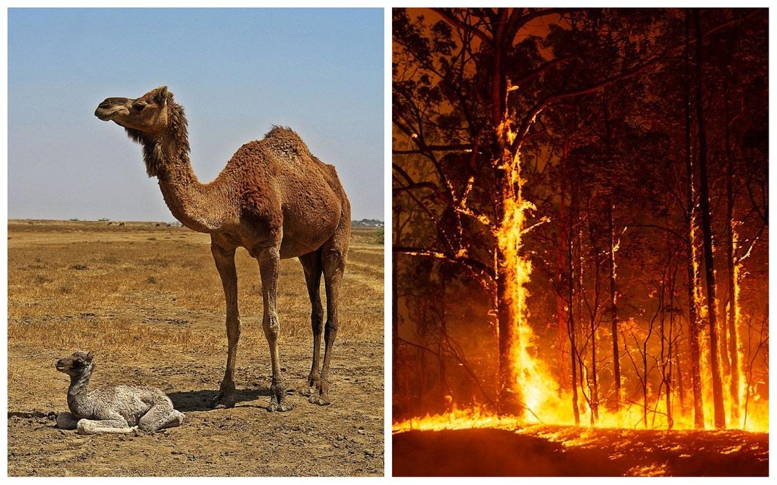 Власти Австралии истребят тысячи верблюдов из-за пожаров