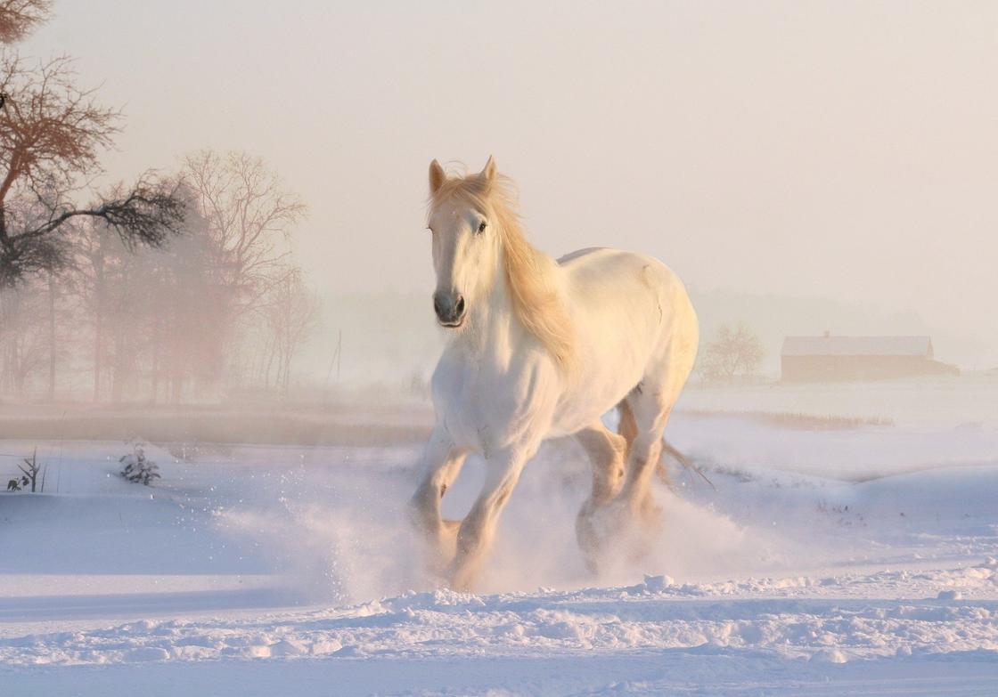 Белая лошадь на снегу