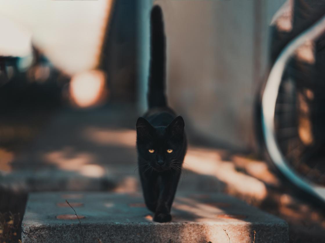 Черная кошка на улице