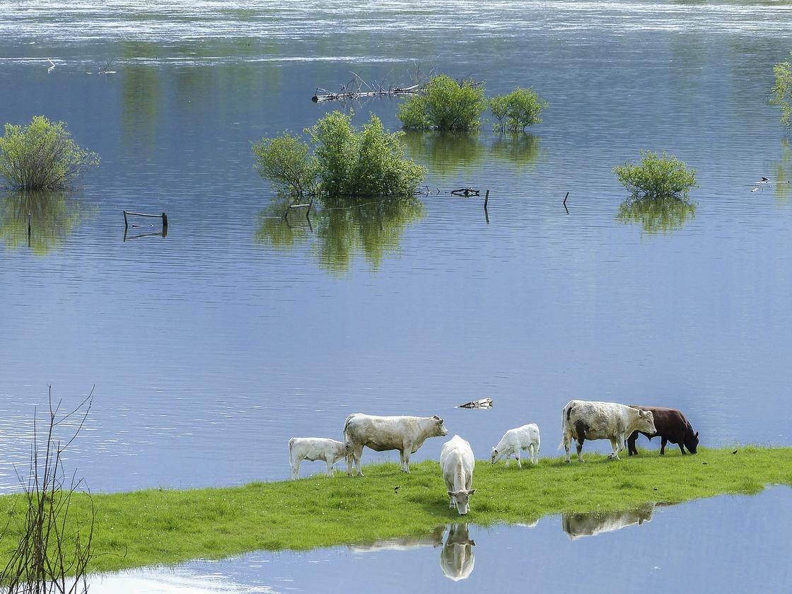 К чему снится наводнение во сне для мужчины вода мутная