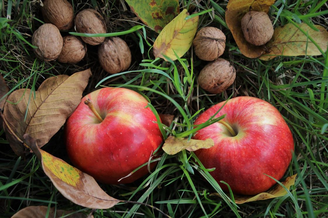 Осенние работы в саду и огороде NUR.KZ