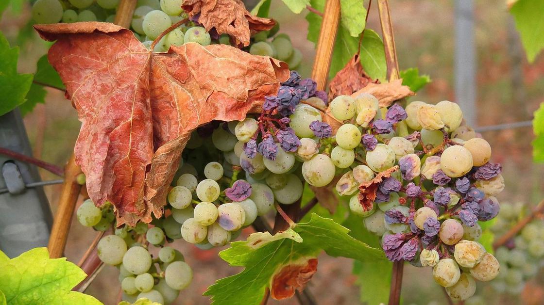 Гроздья винограда с засохшими ягодками и сухой лист на лозе