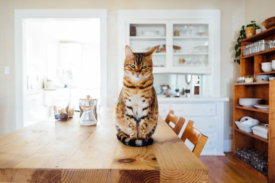 Кот сидит на кухонном столе