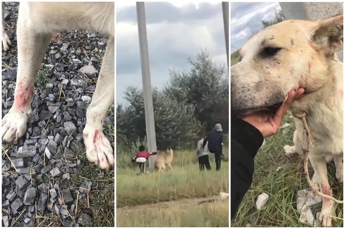 Жестокое избиение собаки детьми: полиция Акмолинской области изучает видео