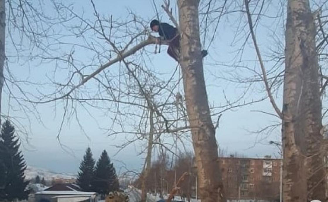 Мальчик сидит высоко на дереве