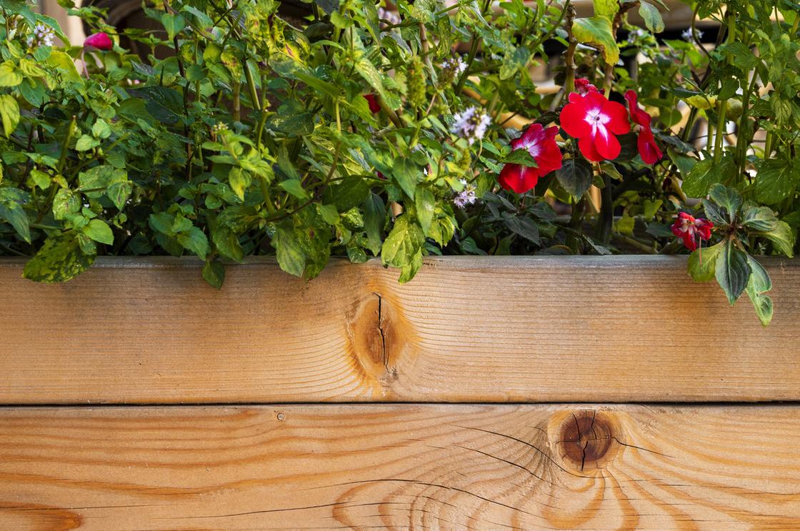 Бальзамин в деревянном ящике цветет красными прсотыми цветками