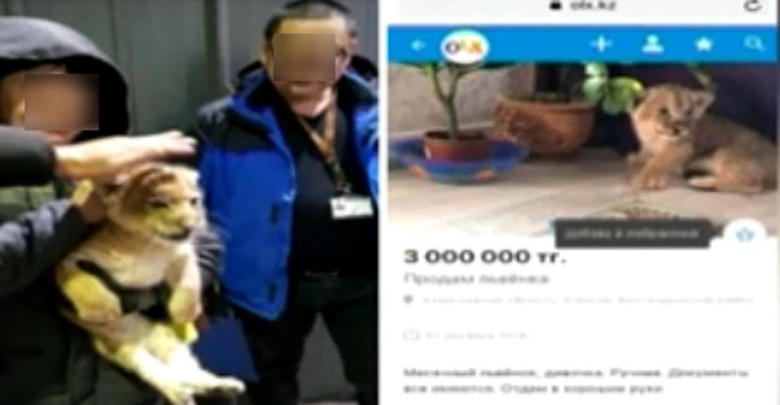 Киса за 10 тысяч долларов: алматинец выставил на продажу льва