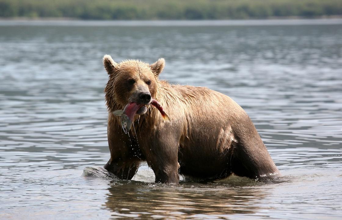 Медведь с рыбой в пасти