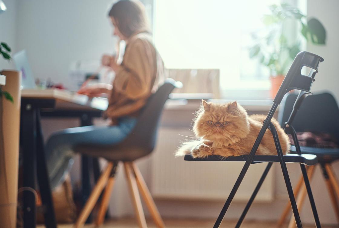 Персидский кот лежит на стуле возле хозяйки