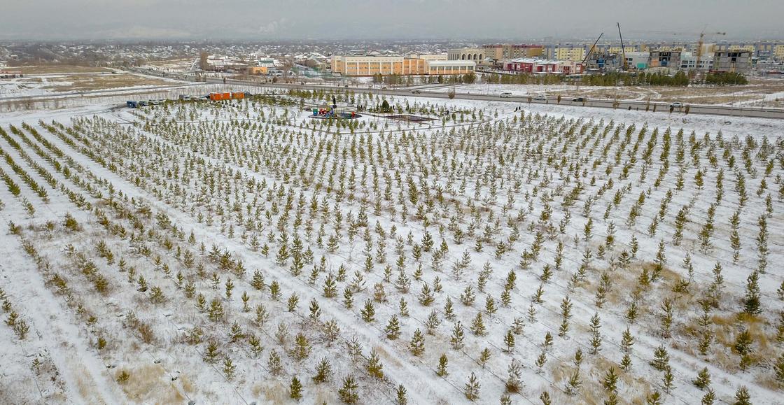 Высаженные деревья на территории парка "Сосновый бор" в Алматы