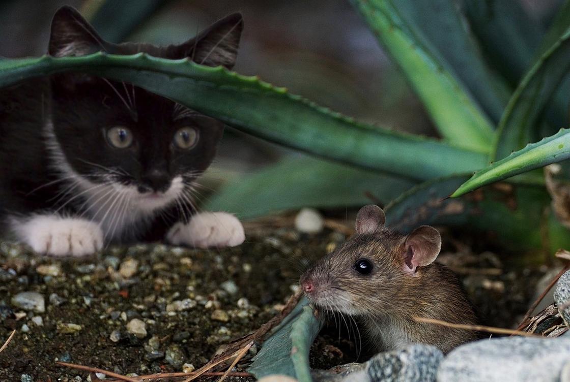 Мышь вылезла из норки под растением. На нее смотрит черная кошка
