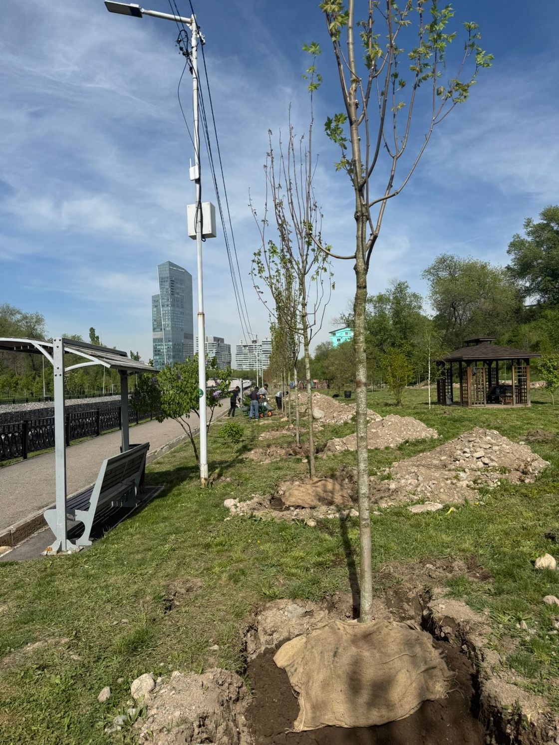 Пересадка деревьев