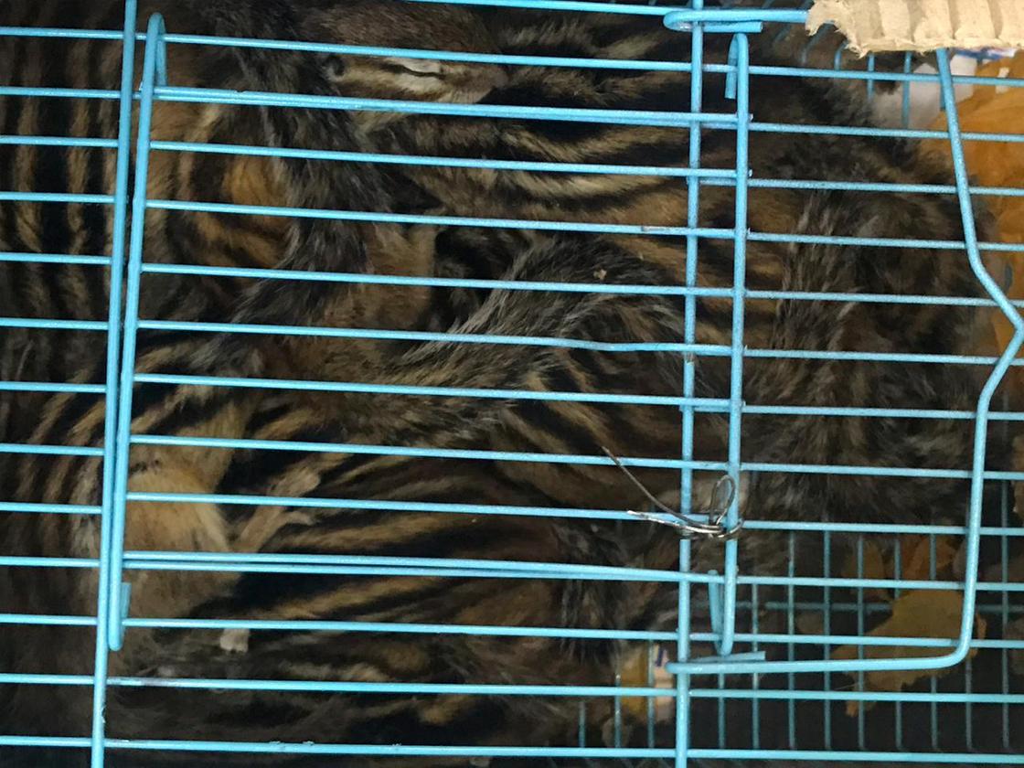 Целый зоопарк пытались незаконно завезти из Китая в Казахстан