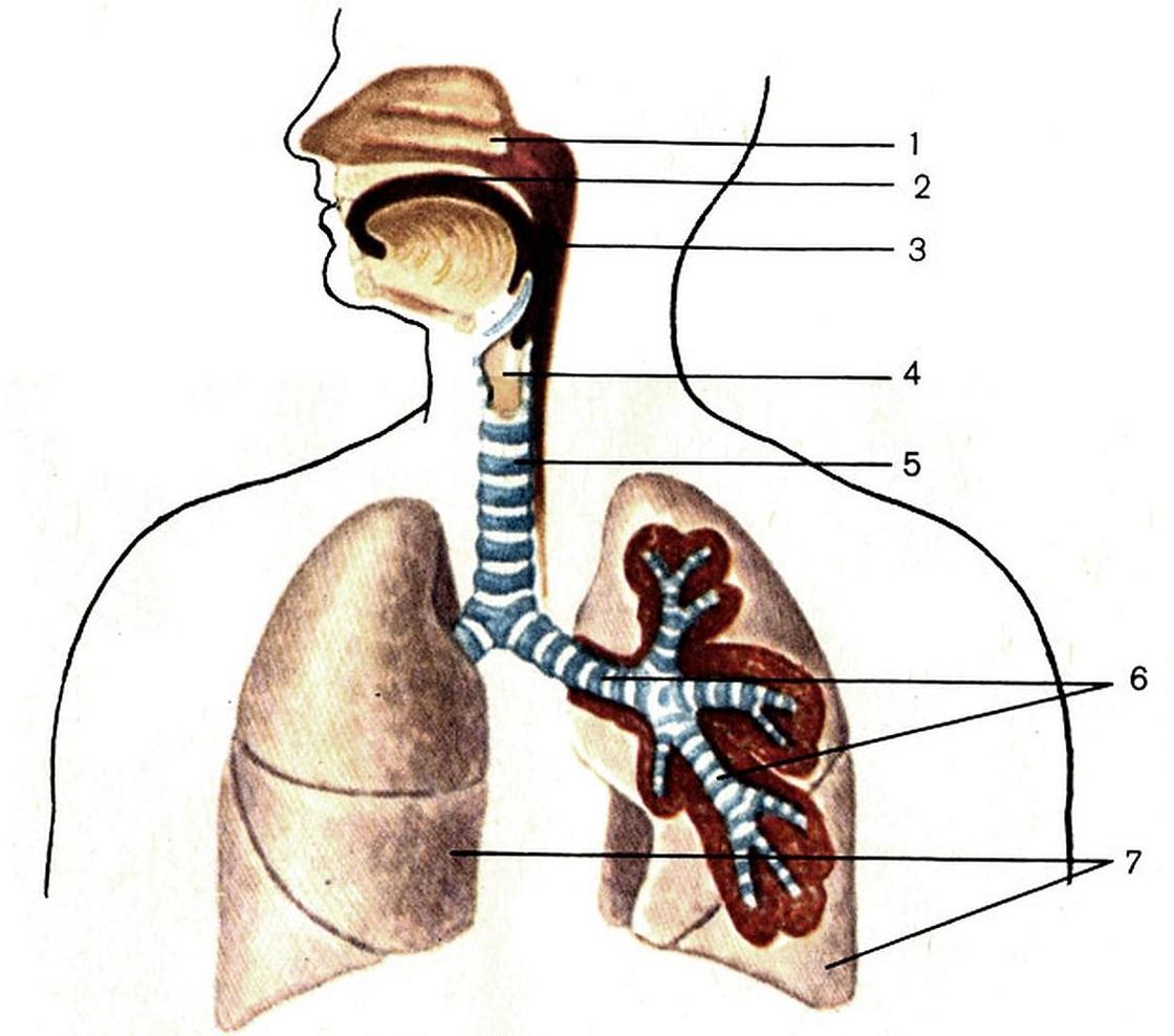 Последовательность поступления воздуха в организм. Дыхательная система трахея анатомия. Строение воздухоносных путей дыхательной системы. Дыхательная система органов дыхания рис 52. Дыхательные пути биология 8 класс.