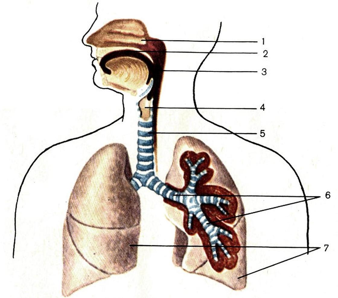 Носовая полость трахея бронхи легкие. Дыхательная система трахея анатомия. Воздухоносные пути дыхательной системы человека. Строение воздухоносных путей дыхательной системы. Дыхательные пути 8 класс биология.
