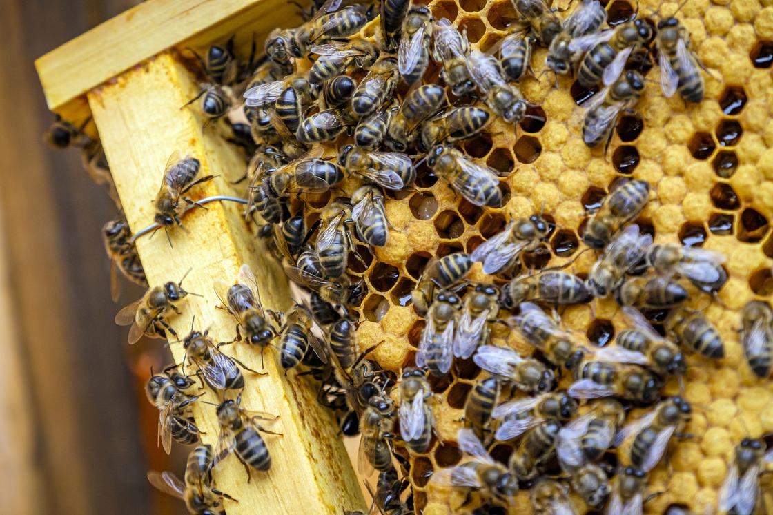 Что делать, если укусила пчела и чем опасен укус