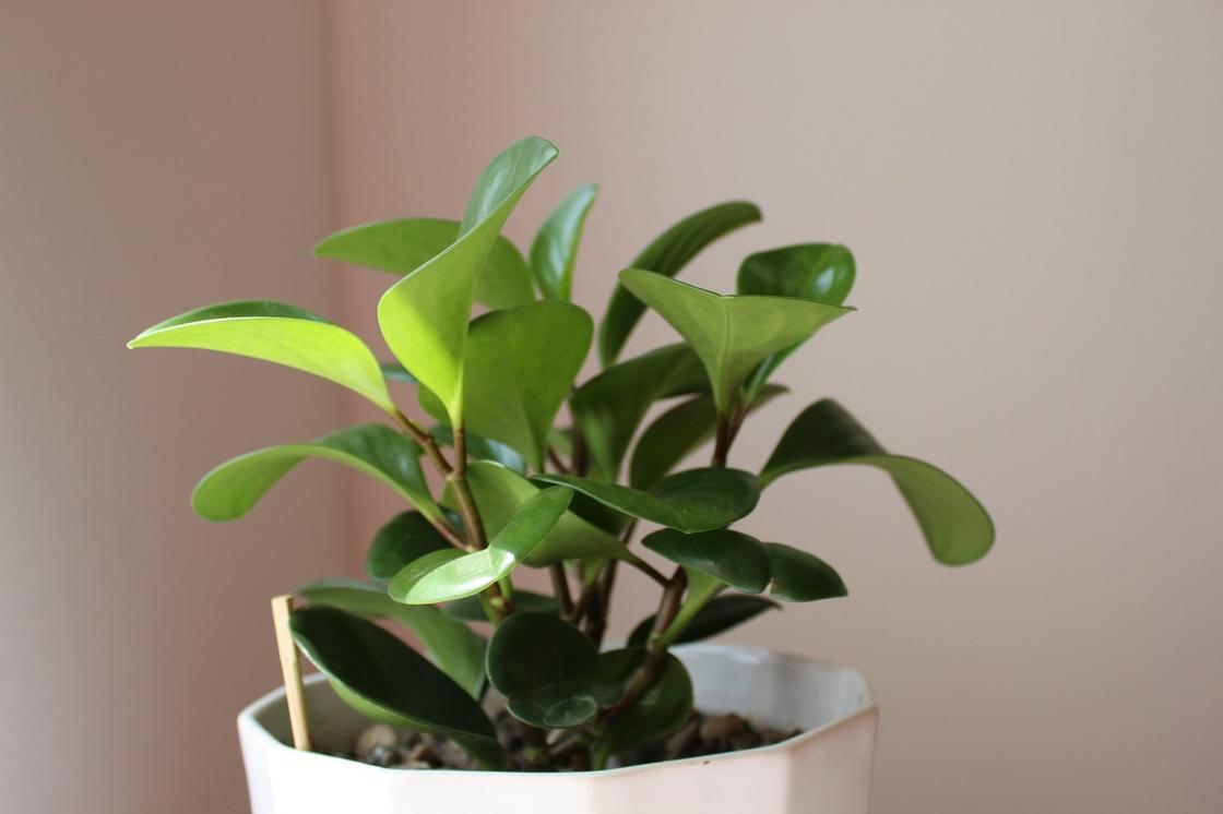 Растение с плотными зелеными листьями растет в белом горшке