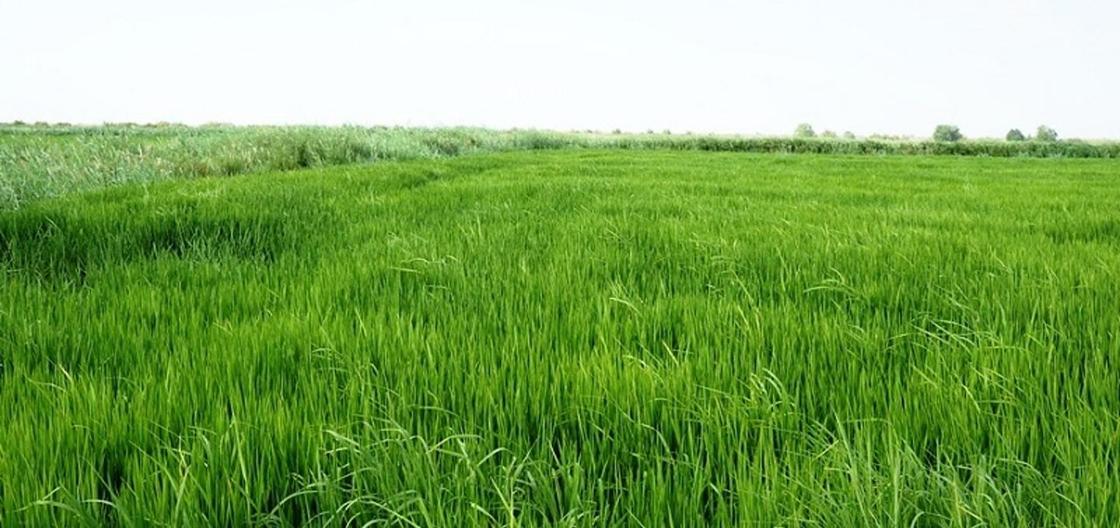 НЕ ВКЛЮЧАТЬ: С $10 тысяч до $60 миллионов: история семейного бизнеса по производству риса