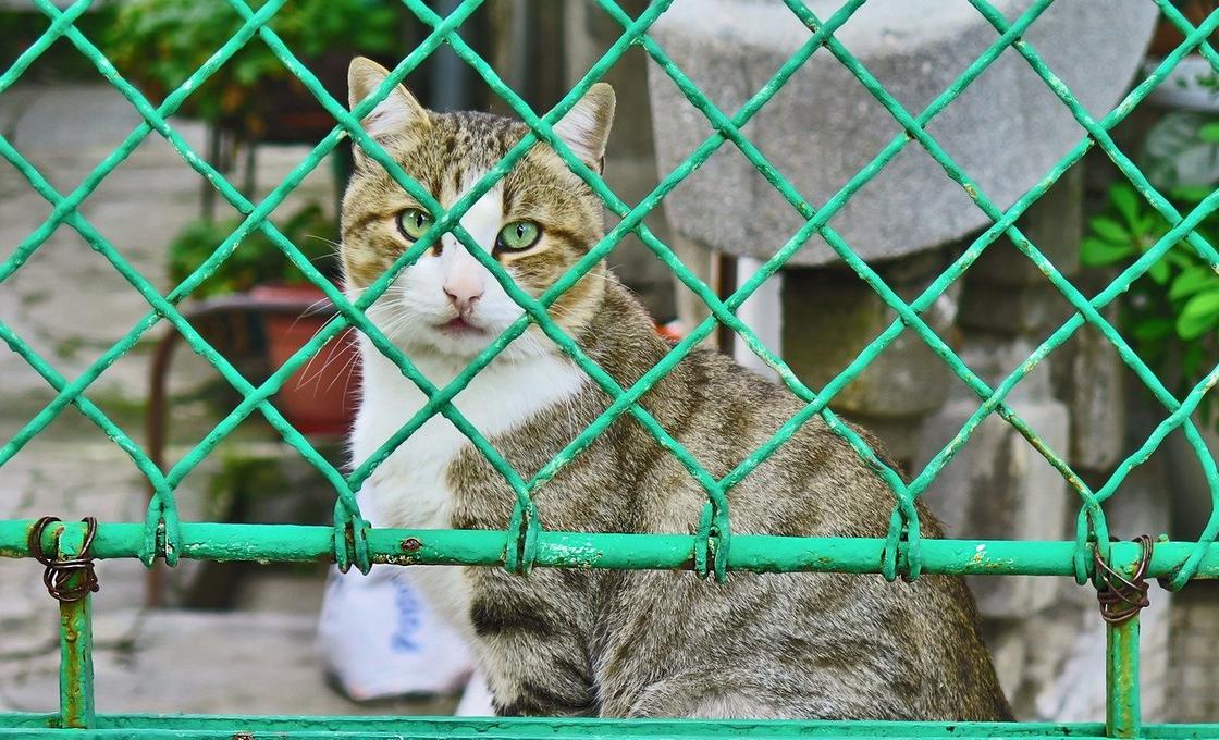 Уголовное наказание за жестокость к животным планируют ввести в Казахстане