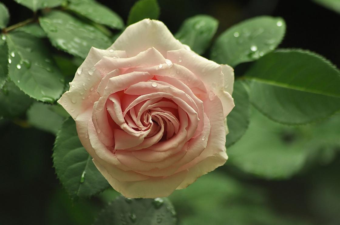 Чайная роза нежно-розового цвета
