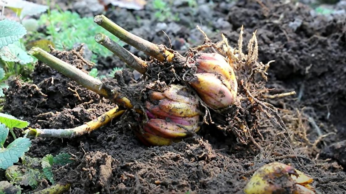 Две луковицы лилий со срезанными стеблями на земле