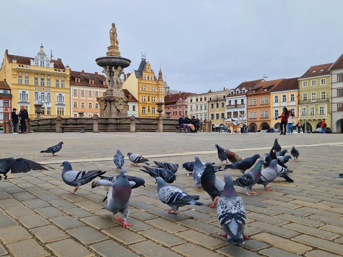 Птицы на площади города