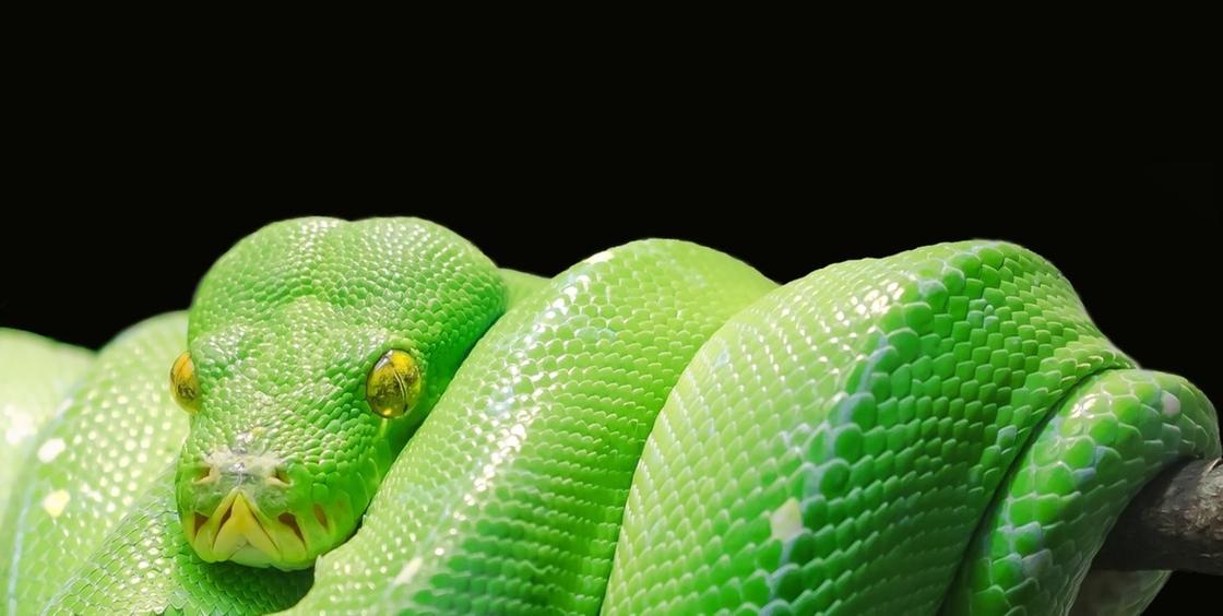 Зеленая змея, висящая на ветке