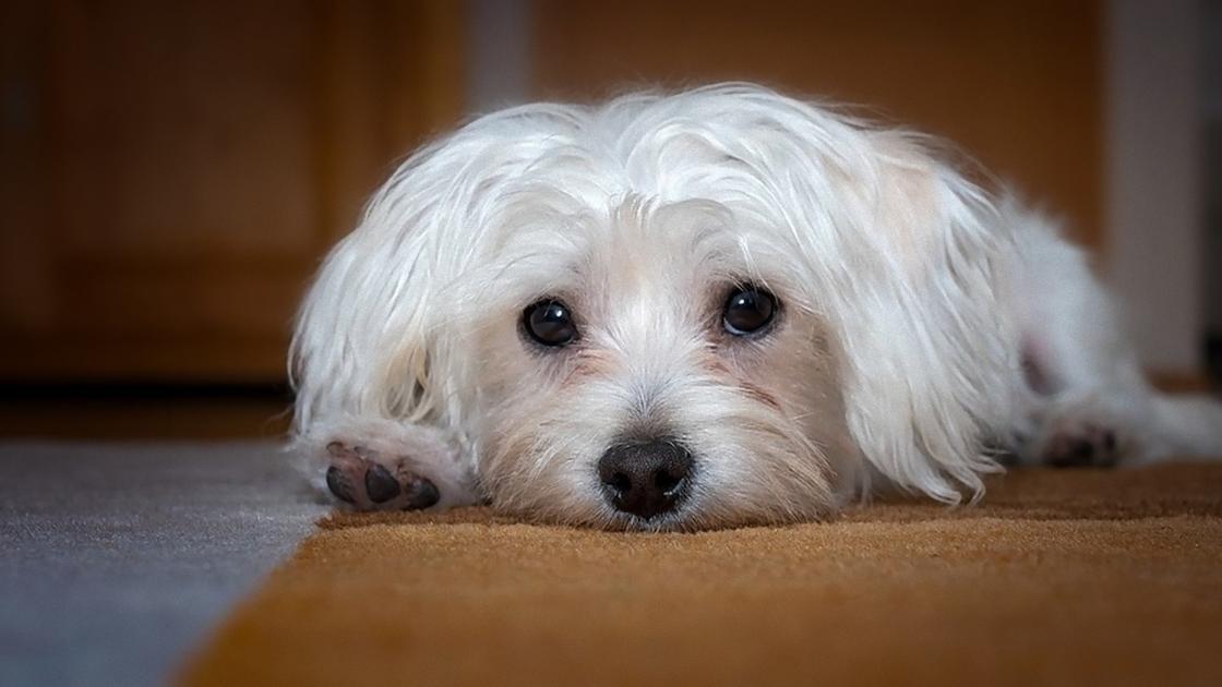 Собака белого окраса с длинными ушами и длинной шерстью лежит на коврике и печально смотрит