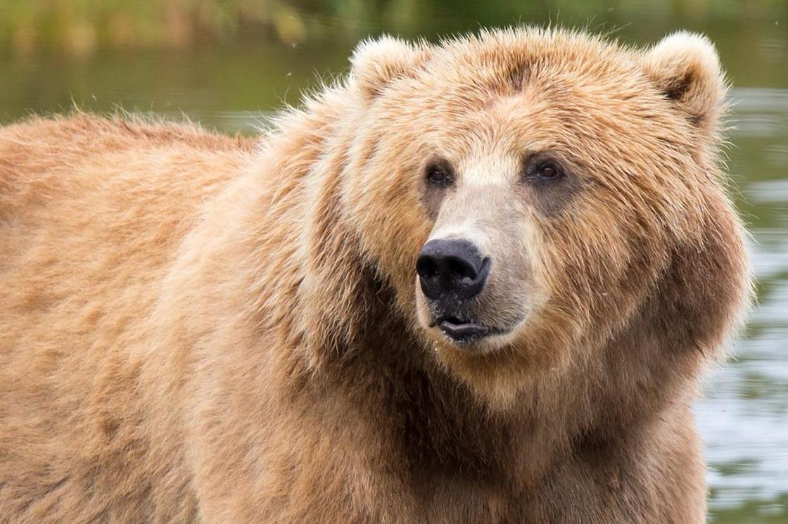 Бурый медведь: фото, описание, образ жизни, ареал обитания