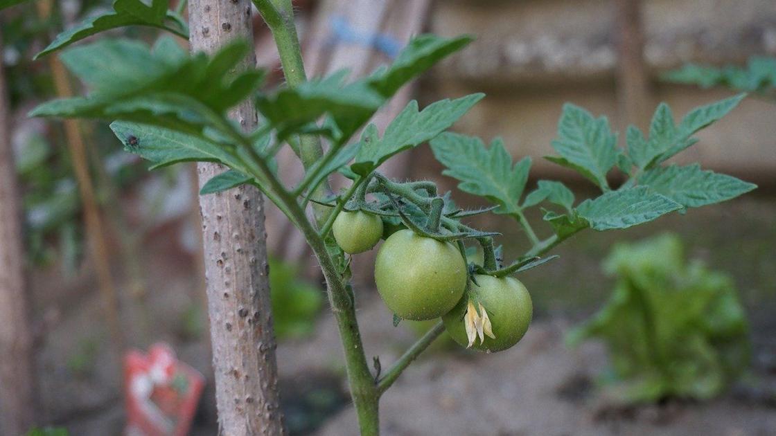 Зеленые плоды помидоров на кусте