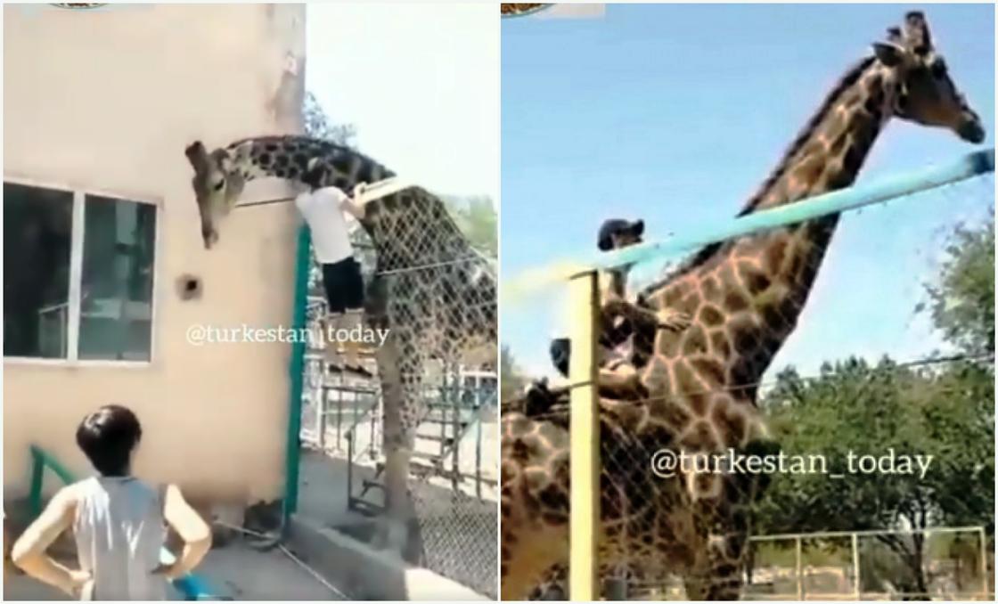Житель Шымкента оседлал жирафа в зоопарке (видео)