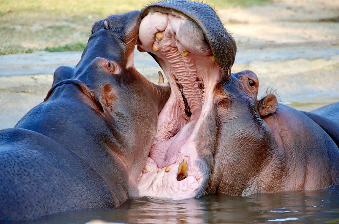 Бегемоты сражаются в воде