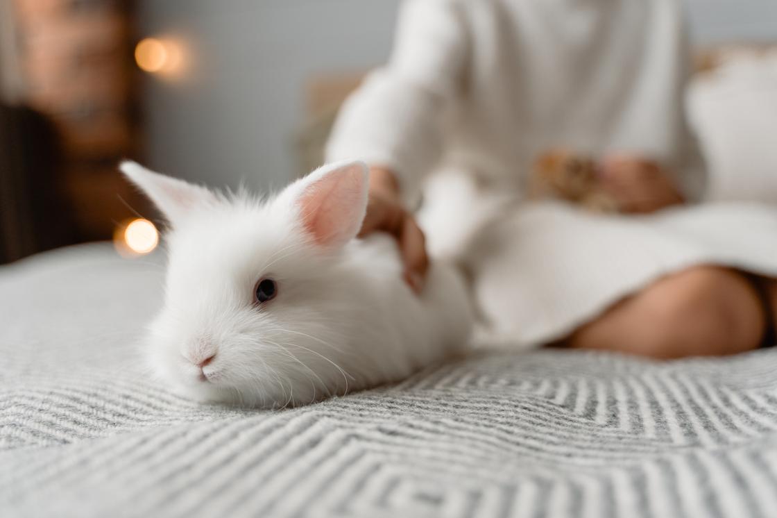 Белый кролик на кровати