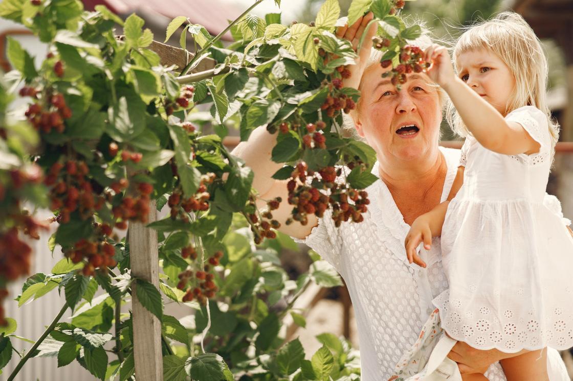 Бабушка с внучкой собирают ягоды