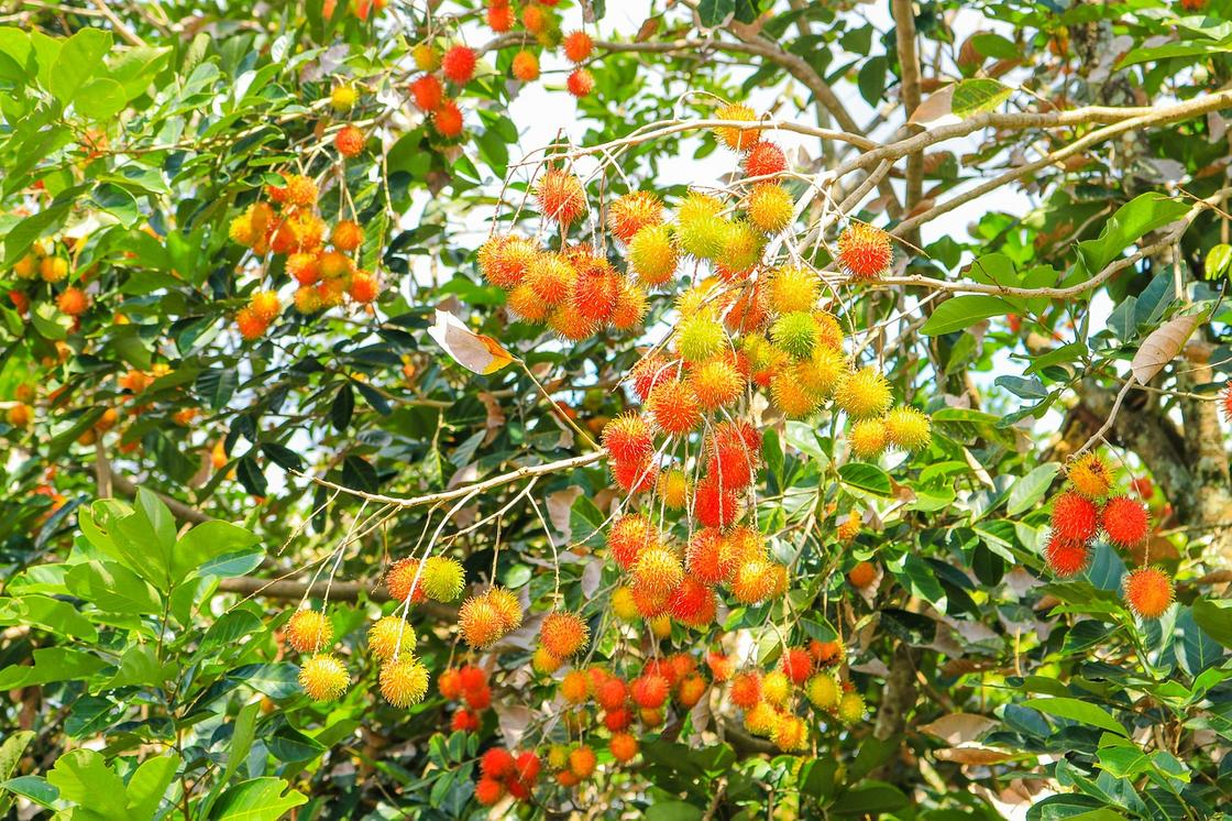 На ветках дерева созревающие плоды рамбутана