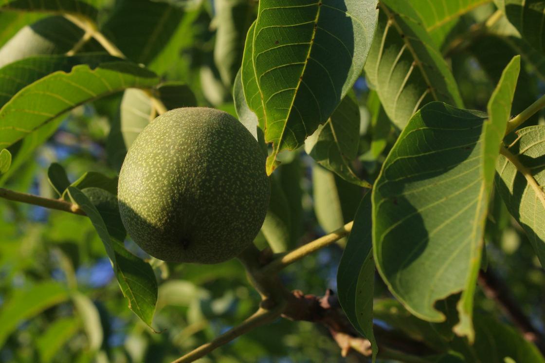Зеленый грецкий орех в кожуре на дереве