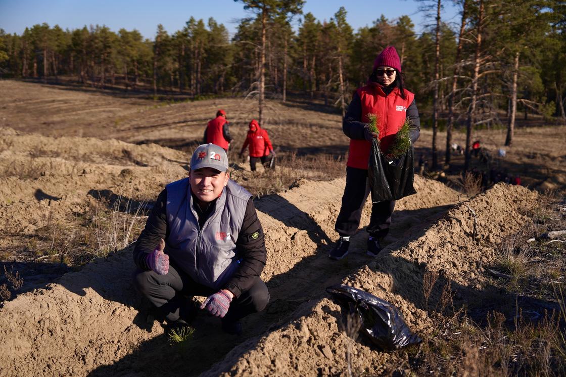 Home Credit Bank Абай облысындағы орманды қалпына келтіруге үлес қосты