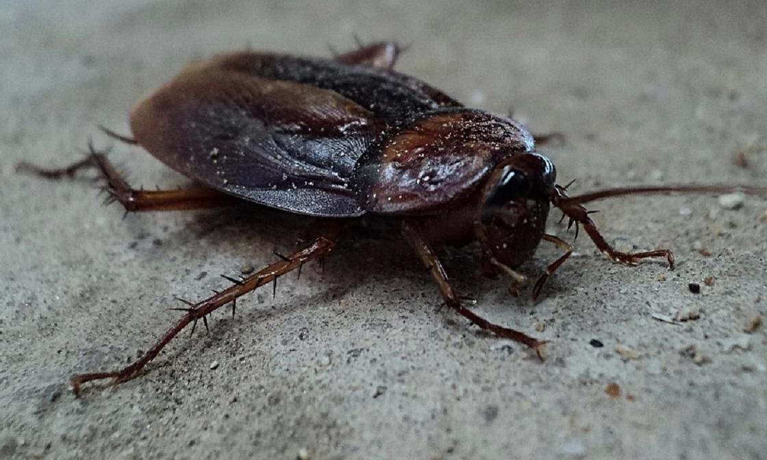 Роженицы заявили о тараканах в роддоме в Туркестанской области
