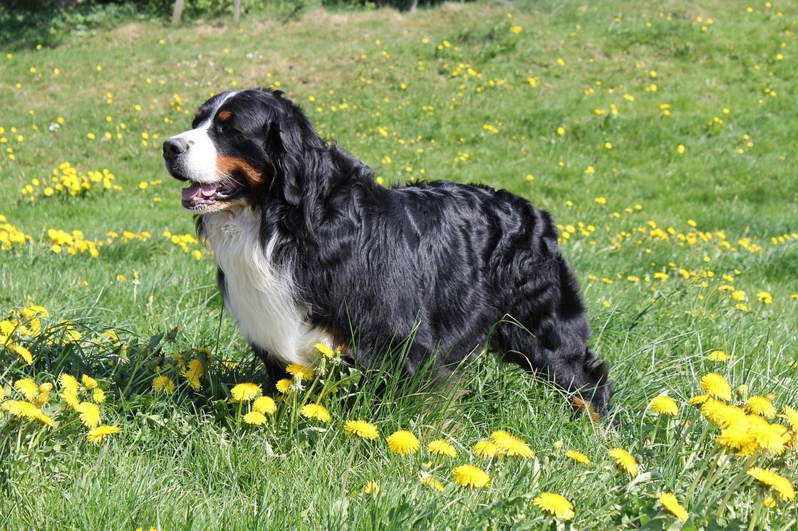 Большая длинношерстная собака стоит на лужайке с цветущими желтыми одуванчиками