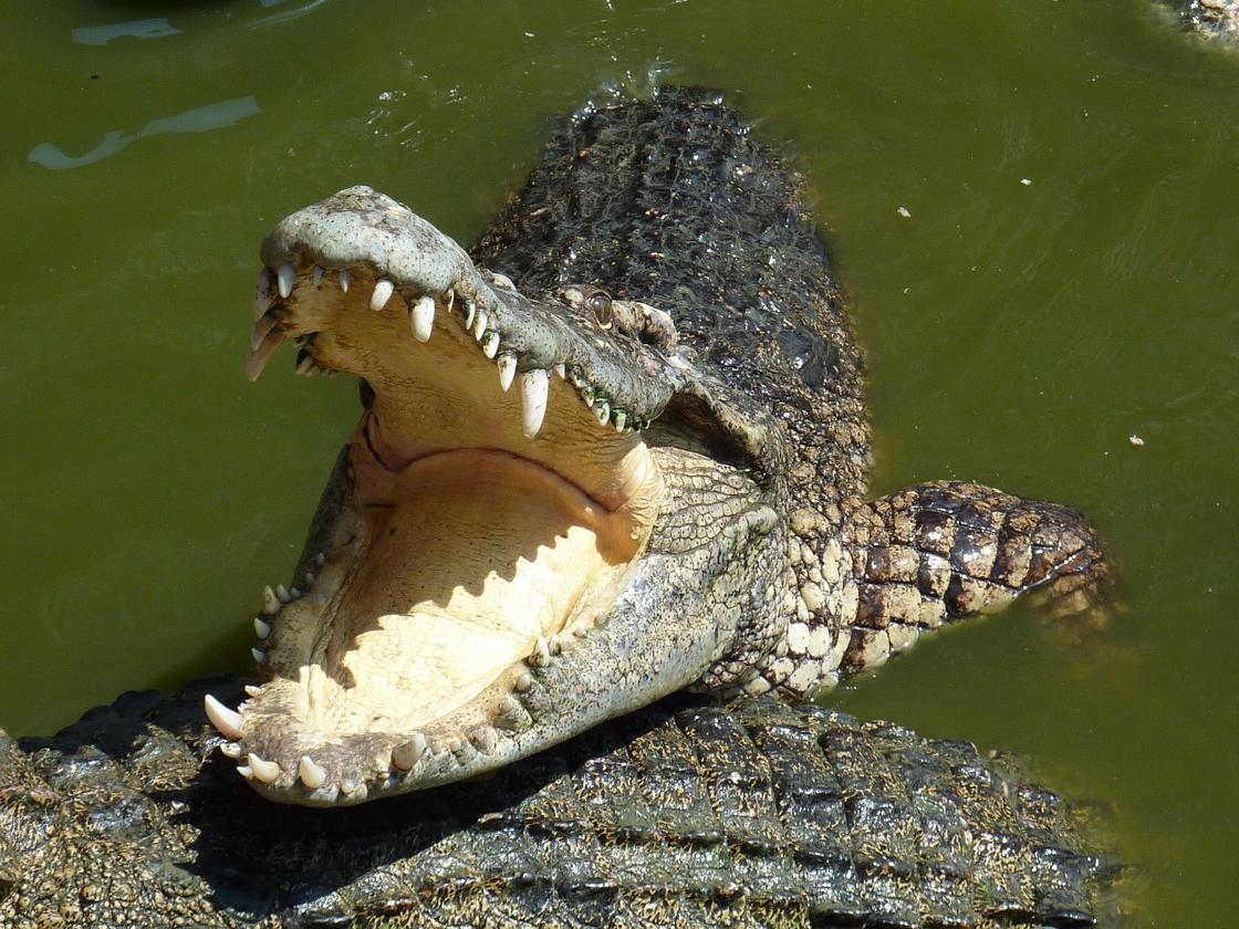 Пасть крокодила