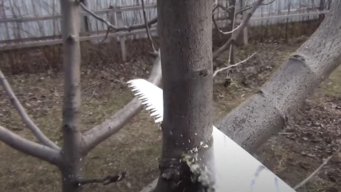 Садовой ножовкой срезают центральную ветку на дереве