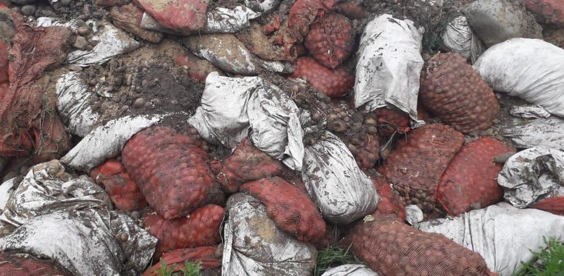Около 50 тонн картофеля выбросили возле Костаная