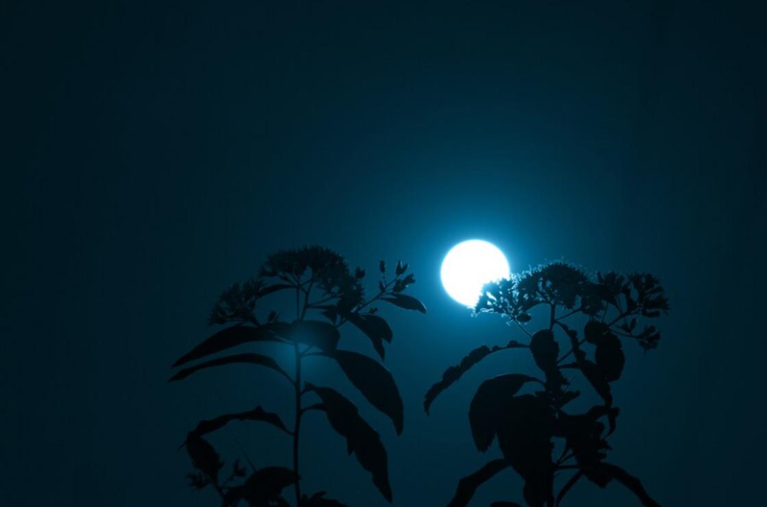 Вид на полную Луну сквозь растения