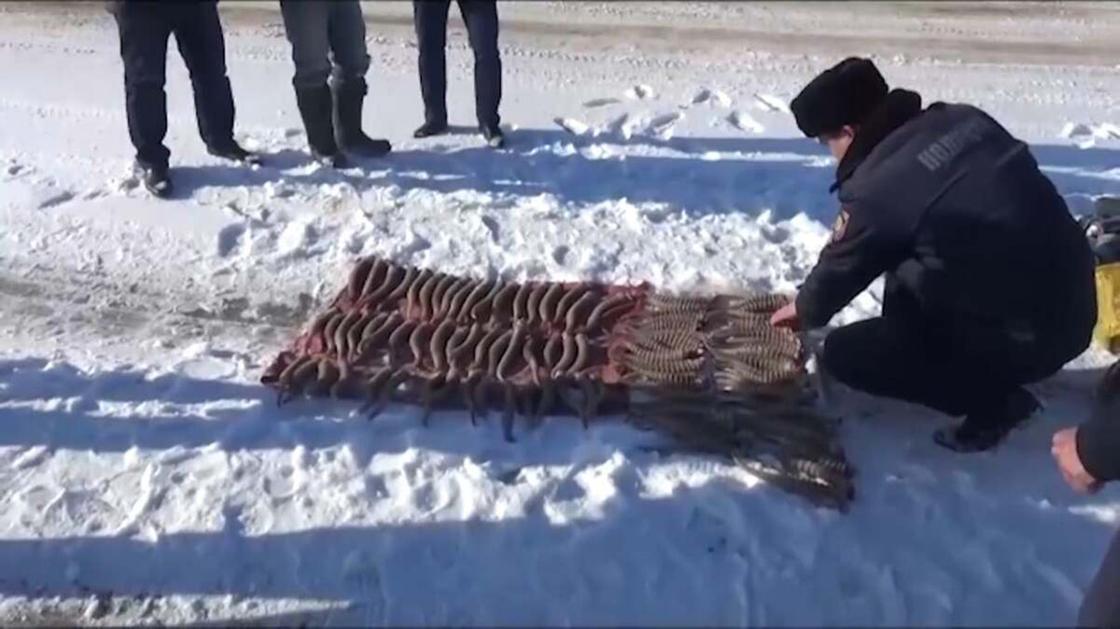 Полицейский сидит на снегу перед разложенными сайгачьими рогами