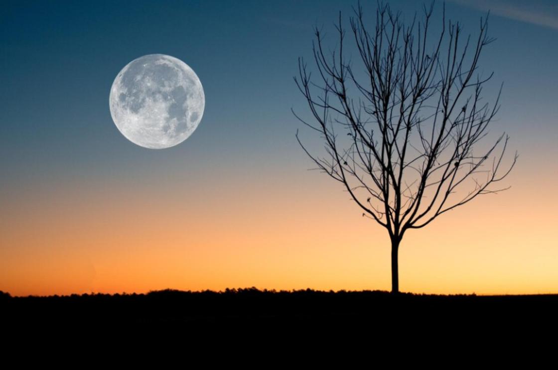 Полная Луна и дерево без листьев на фоне неба