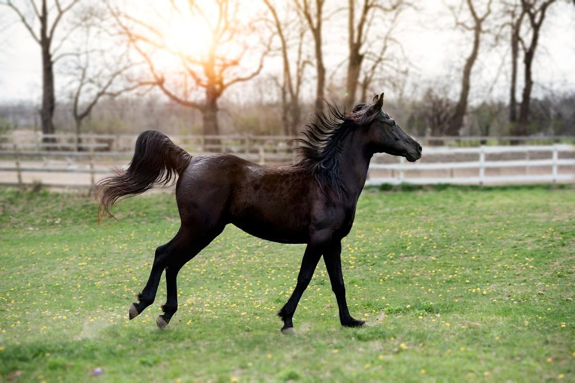 Лошадь черной масти бегает по лужайке в загоне
